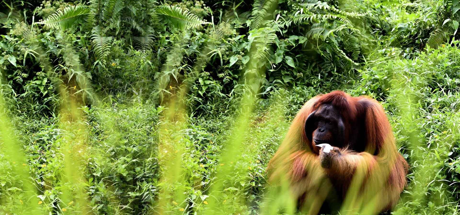 Volunteer abroad with animals