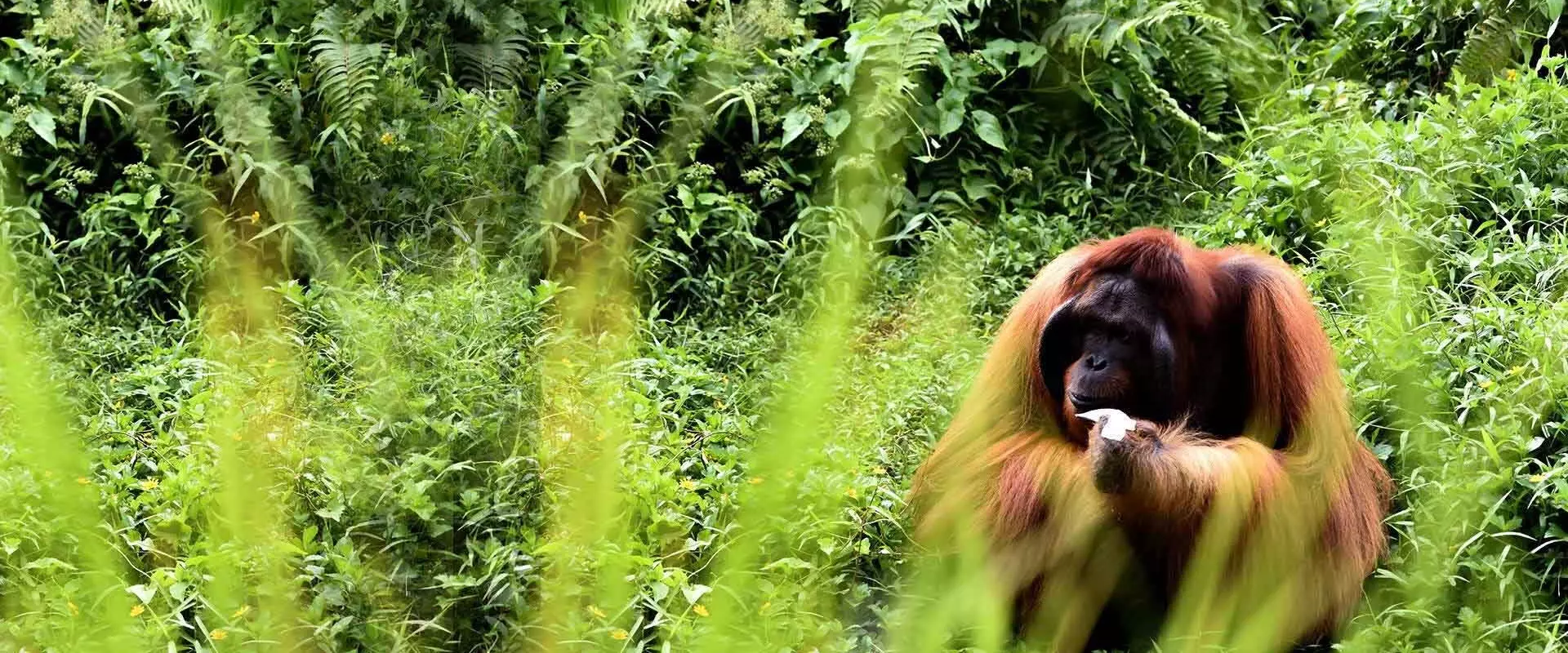 Volunteer abroad with animals