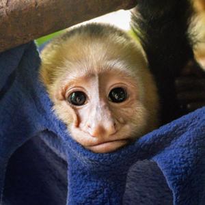 Meet Some of the Faces at the Sloth Conservation & Wildlife Experience 