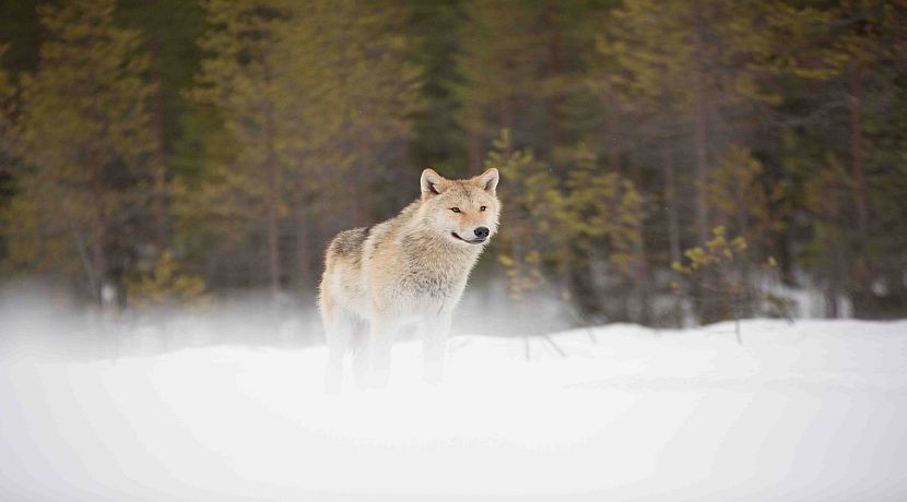 Why You Should Visit Finland! 