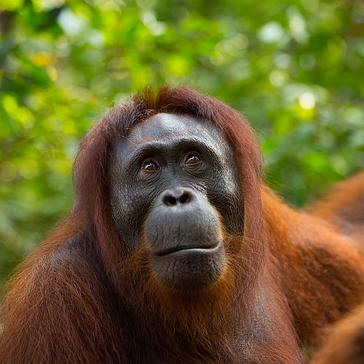 Learn More About National Wildlife Day By Checking Out Our Infographic