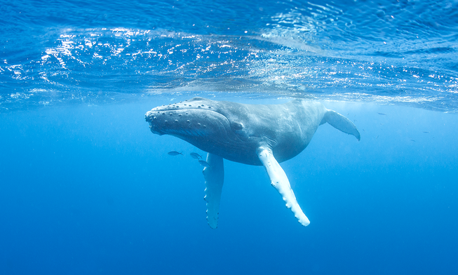 Marine Life