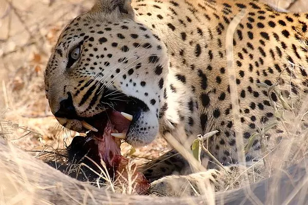Carnivore Feed
