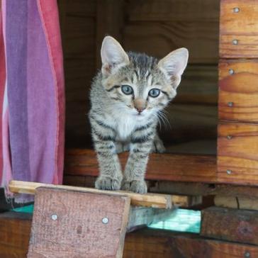 Welcome to the Family – The Latest Arrivals at the Wildlife Orphanage in South Africa!