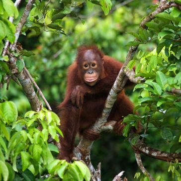 International Day of Forests 2016