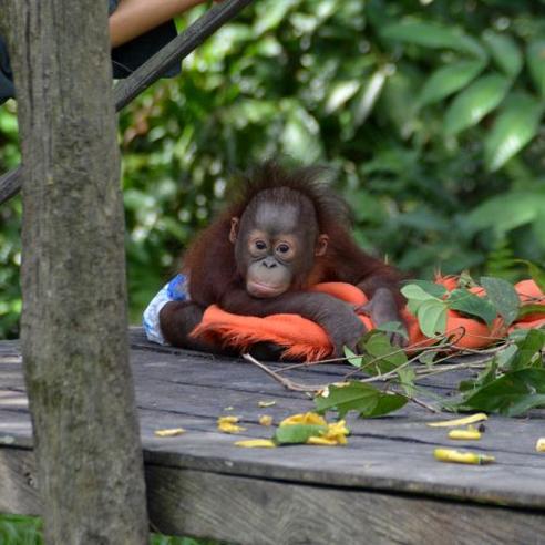 Samboja Lestari Orangutan Volunteer Project