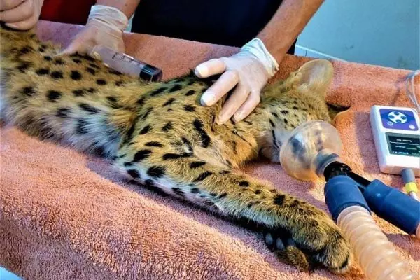 Veterinary Care – Veterinary Students Only