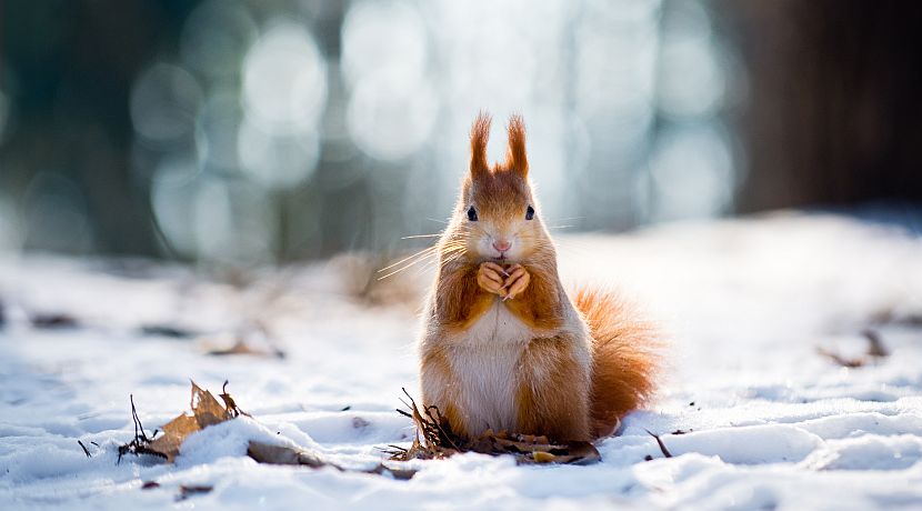 Happy New Year From Winter's Cutest Creatures