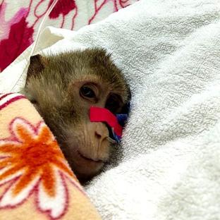Laos Wildlife Sanctuary's Recent Rescues