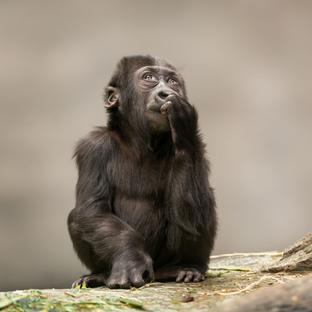 Gorilla Trekking Is An Amazing Experience!
