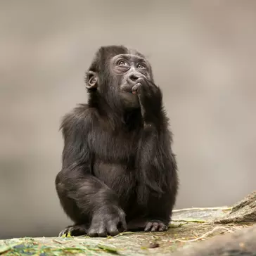 Gorilla Trekking Is An Amazing Experience!