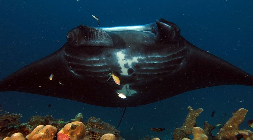 Volunteering in Indonesia