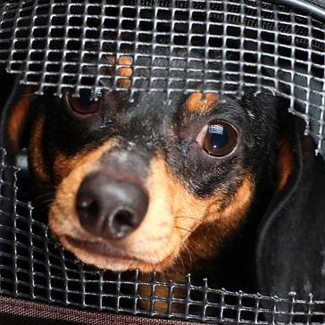 Animal Cruelty Awareness Week - How You Can Make A Difference