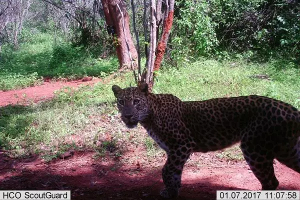 Leopard Camera Trap Image