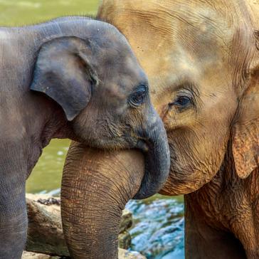 Check Out The Elephant Conservation Project!