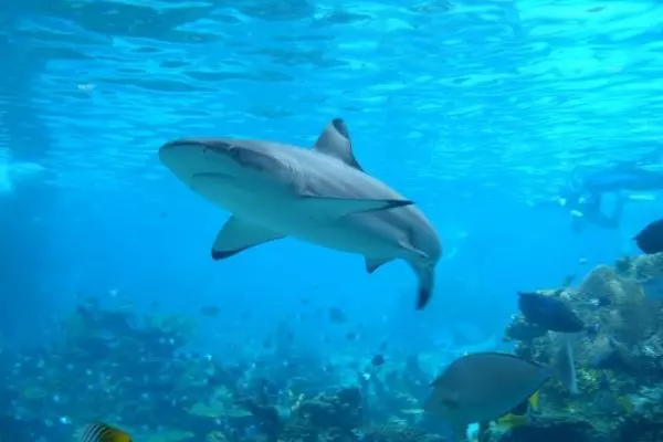 Blacktip Reef Shark