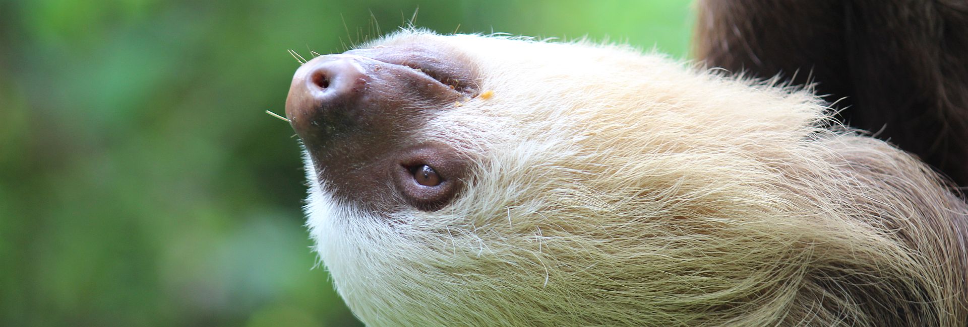 Welcome To The Jungle - Read Leanne's Account About Of The Sloth Conservation And Wildlife Experience!