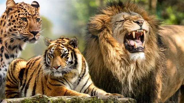 Volunteer with Big Cats with The Great Projects