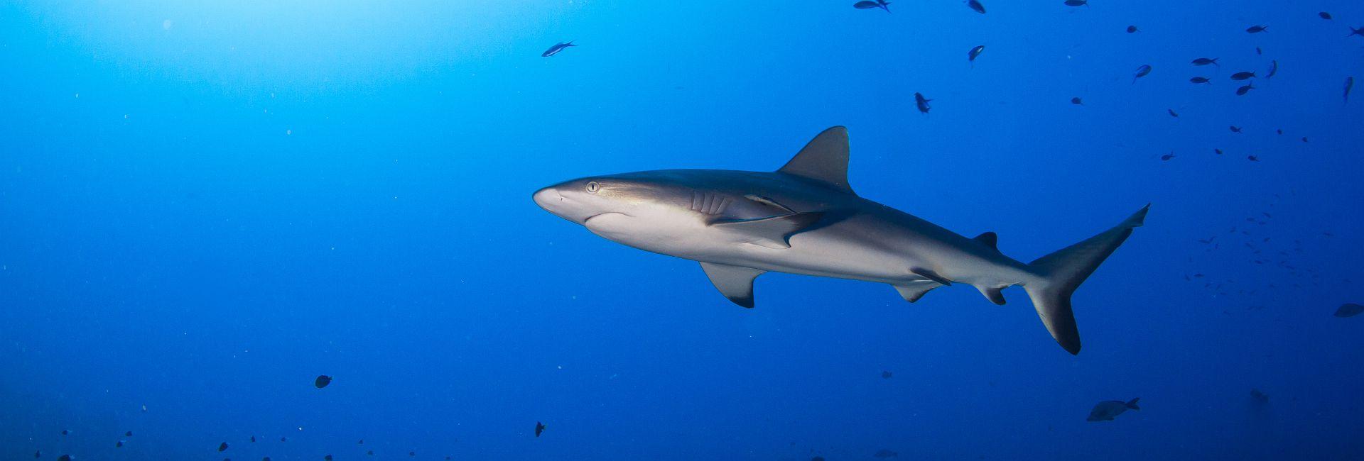 Shark Awareness Day 2017 - 50 Million Sharks Are Caught In Nets Every Year!