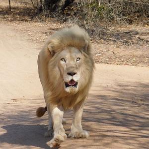 White Lion Conservation Project