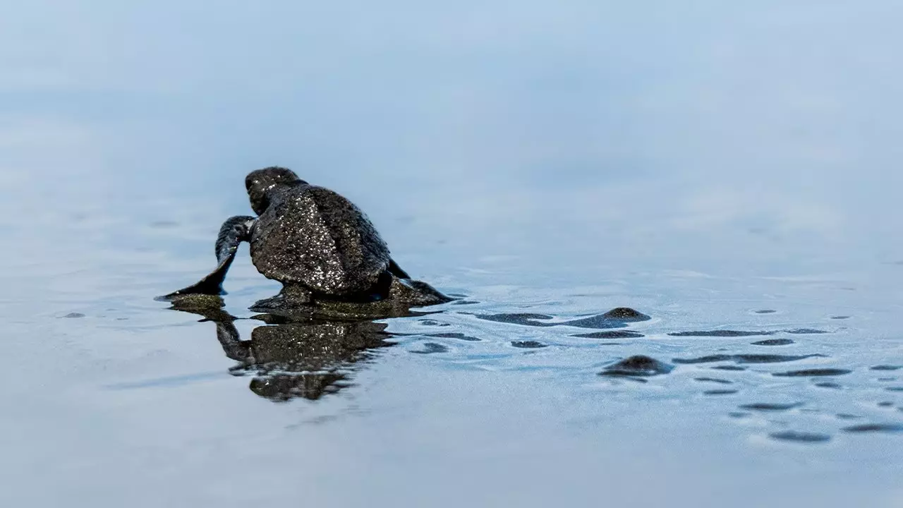 Costa Rica Turtle Conservation Experience - Releasing baby Turtles