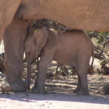 Desert Elephants in Namibia - A Volunteer Reports From The Field!