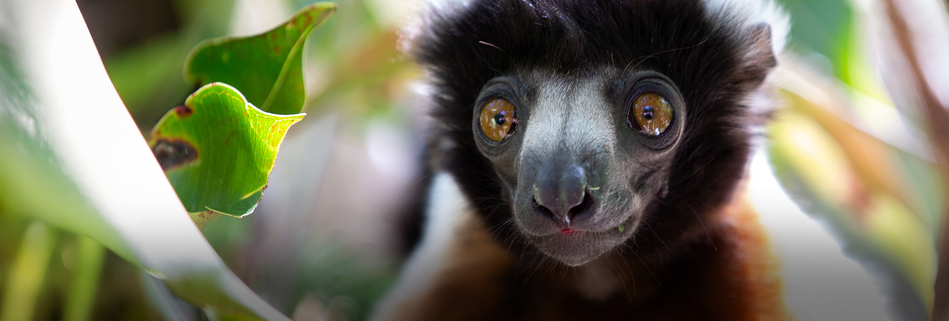 World Lemur Day 2025