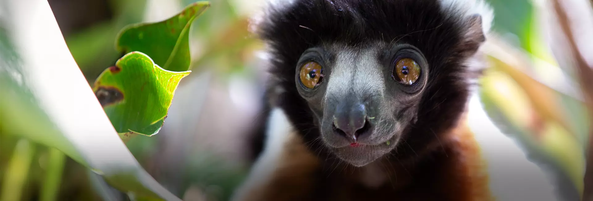 World Lemur Day 2025