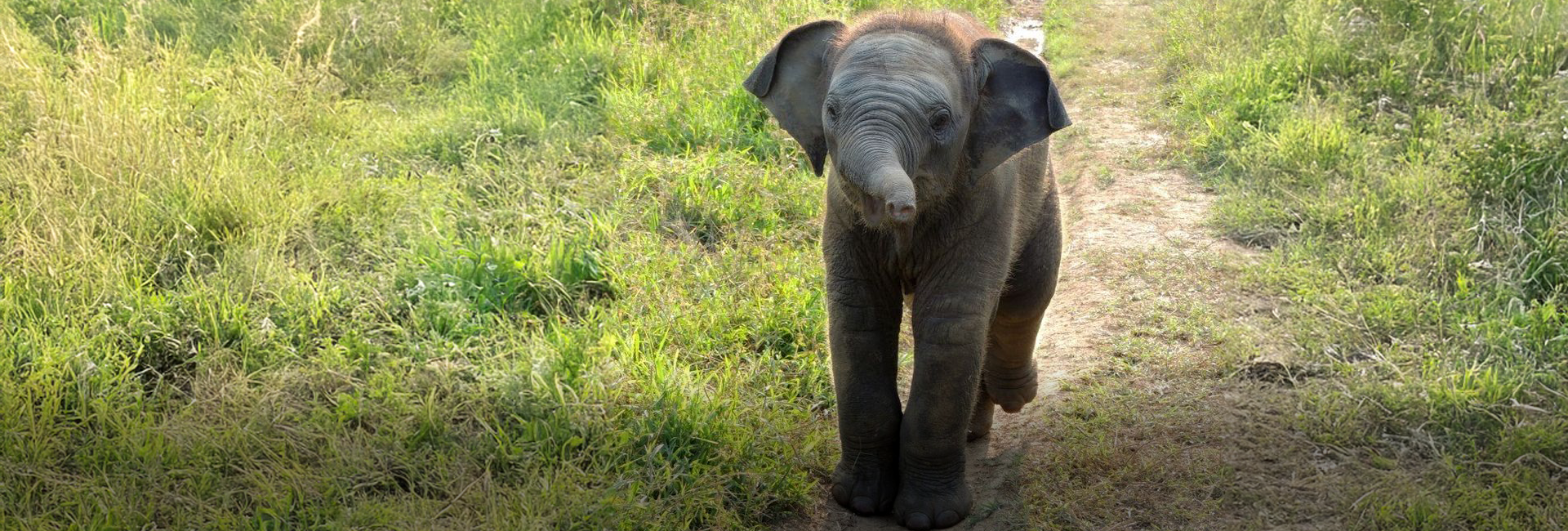 Meet the Newest Herd Members At The Great Elephant Project in Sri Lanka!