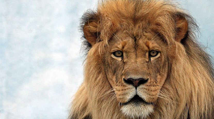 The Plight of the Lion