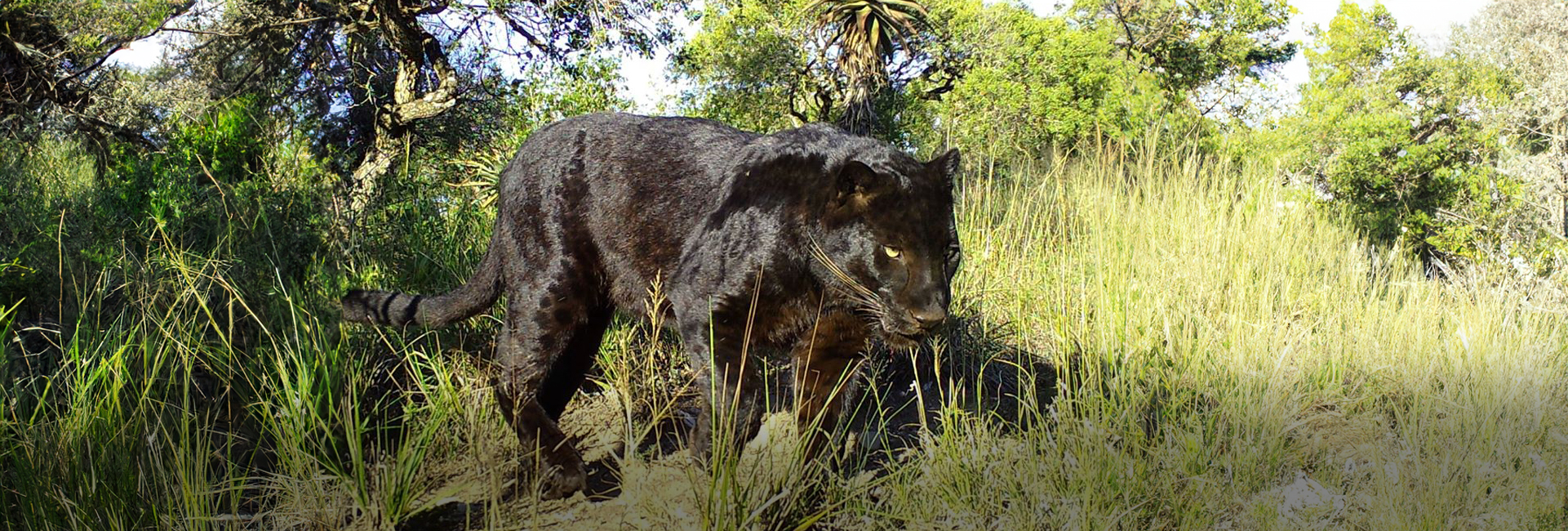 Mowgli's New Home at the Born Free Big Cat Sanctuary!