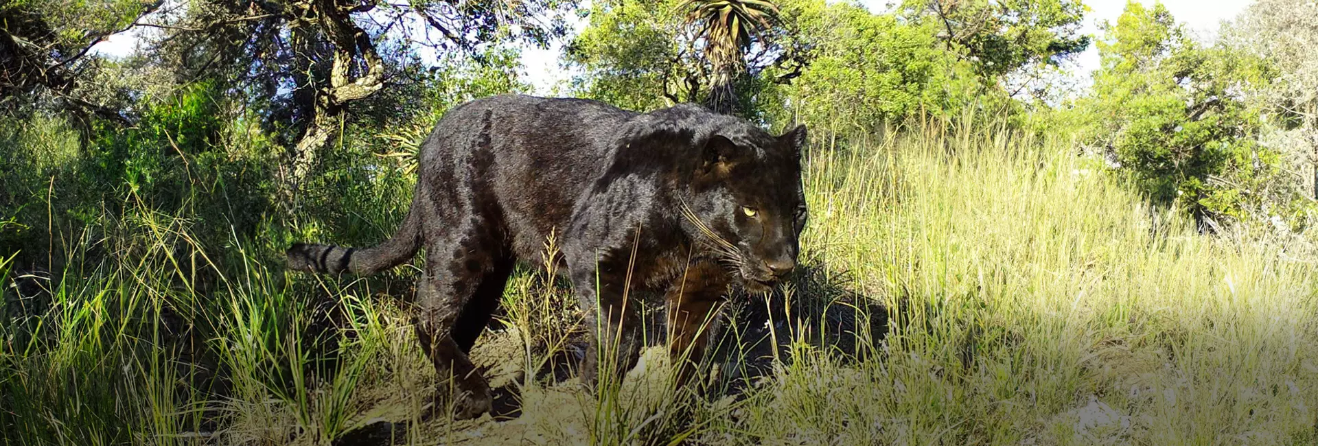 Mowgli's New Home at the Born Free Big Cat Sanctuary!