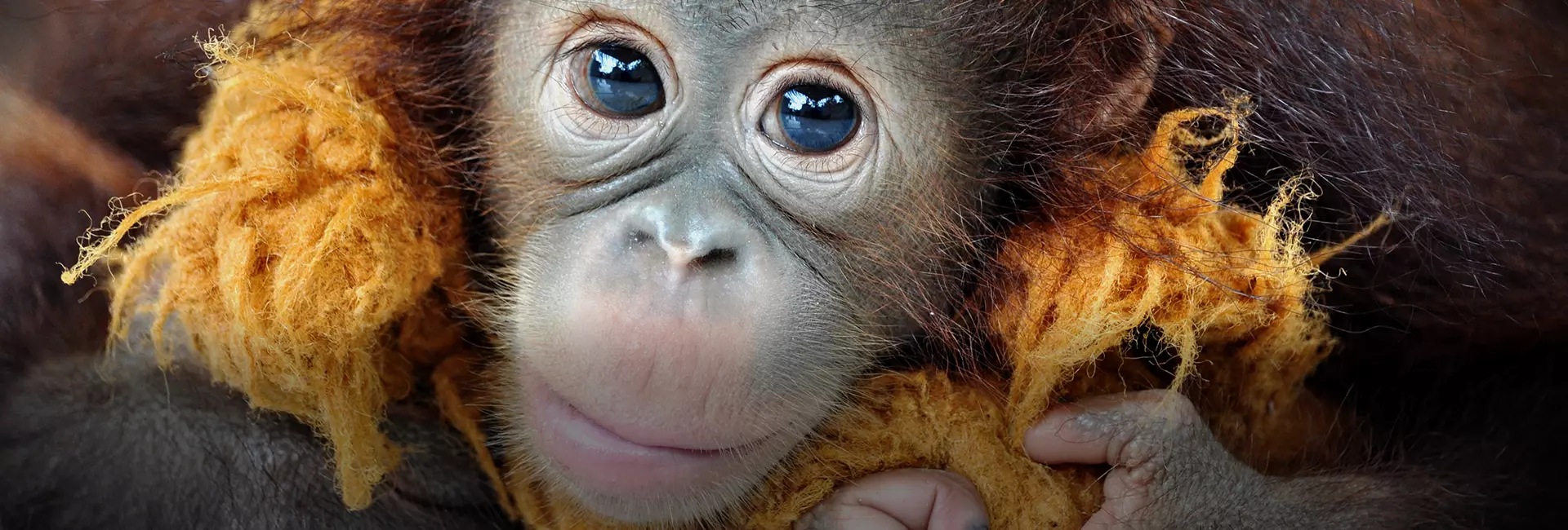 Why We Don't Allow Hands On Contact With Orangutans - The Reasons