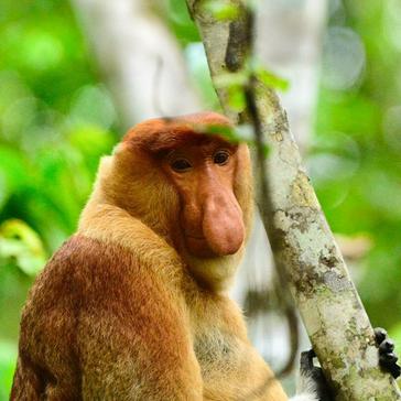Dawn's Orangutan and Pygmy Elephant Adventure
