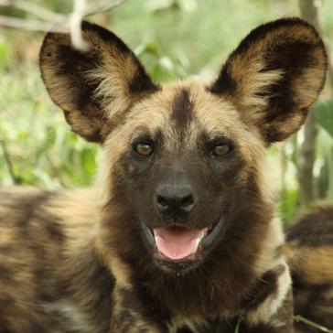 Wild Dog And Elephant Conservation In Namibia! 