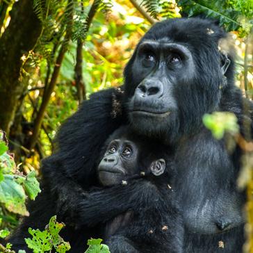 Our Top 5 Gorilla Facts!