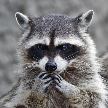 International Raccoon Appreciation Day 2016!