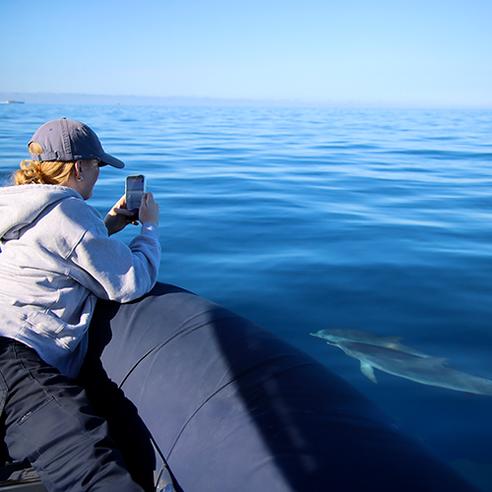 Whale & Dolphin Conservation in Tenerife