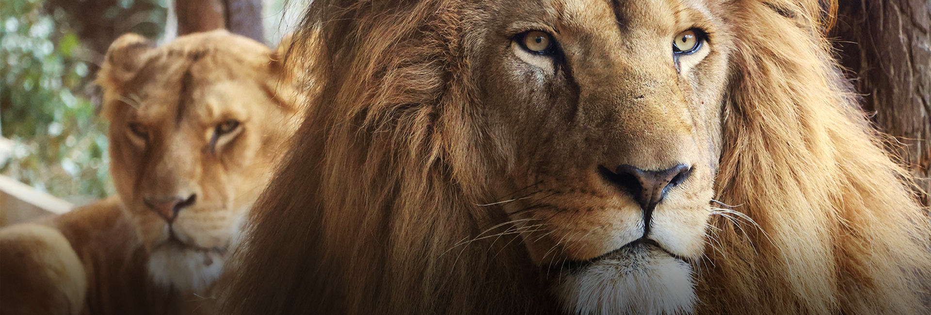 Another Successful Lion Relocation: Ysis and Yoda's Journey to SanWild