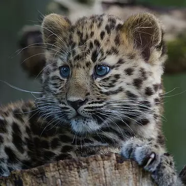 ​A Timeline Of  16 Endangered Animals – From Creatures Lost, To Those That Still Need Saving
