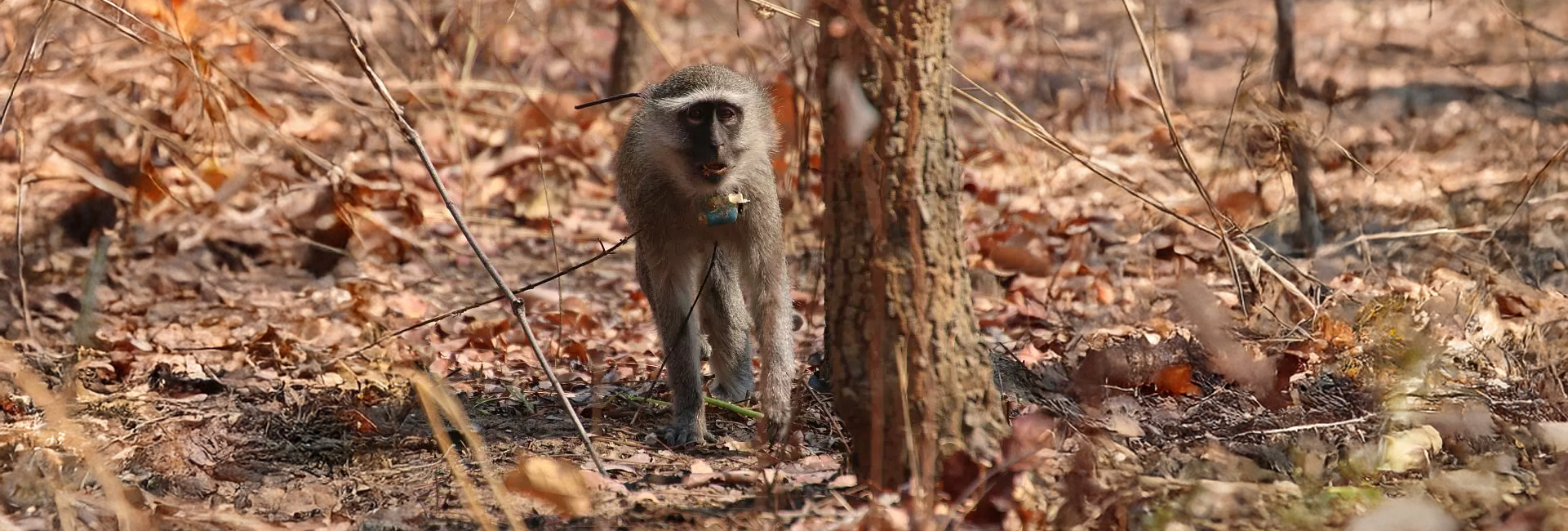 An Update From The Lilongwe Wildlife Centre - The Vervet Monkeys Are Doing Well! 