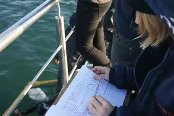 Collecting Data on The Great White Shark Project