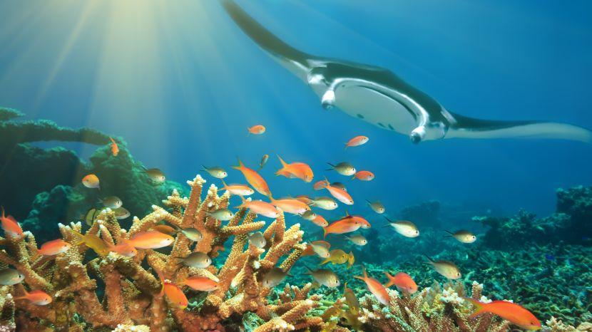 Manta Madness -  Fascinating Facts About The Ocean's Most Mysterious Inhabitant