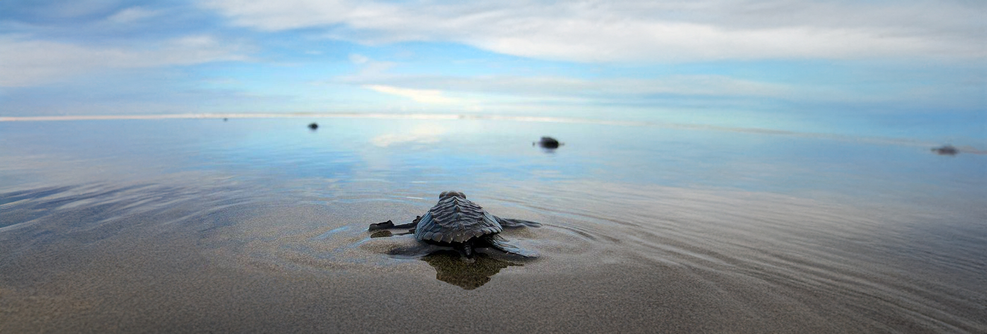 Celebrating Our Amazing Volunteers on World Kindness Day 2017