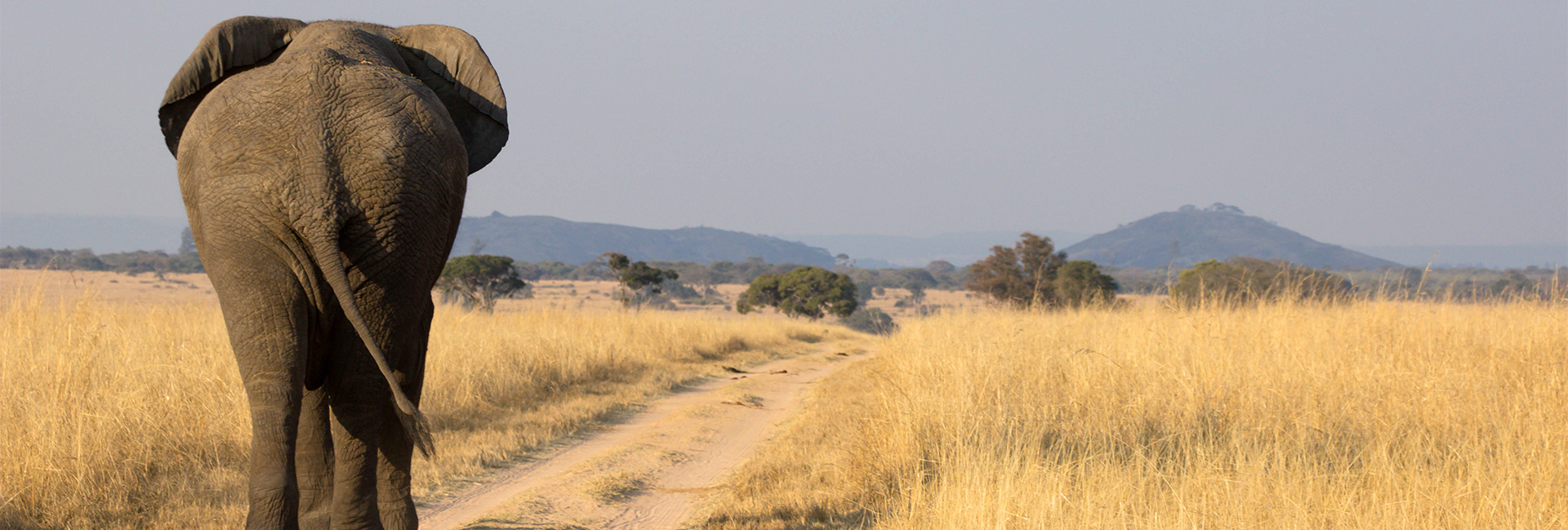 The Impact of Volunteering: How You Can Make a Difference for Elephants