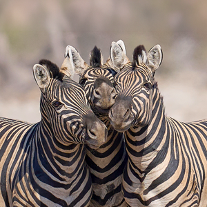 Collective Nouns for Animals: The Ultimate Wildlife Edition