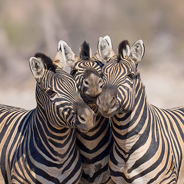 Collective Nouns for Animals: The Ultimate Wildlife Edition