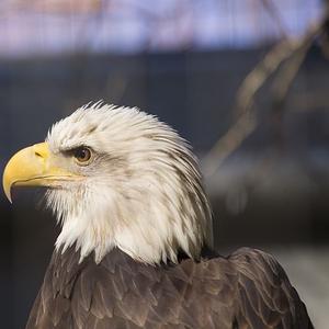 National Wildlife Day 2017 - The Animals Need You!