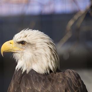 National Wildlife Day 2017 - The Animals Need You!