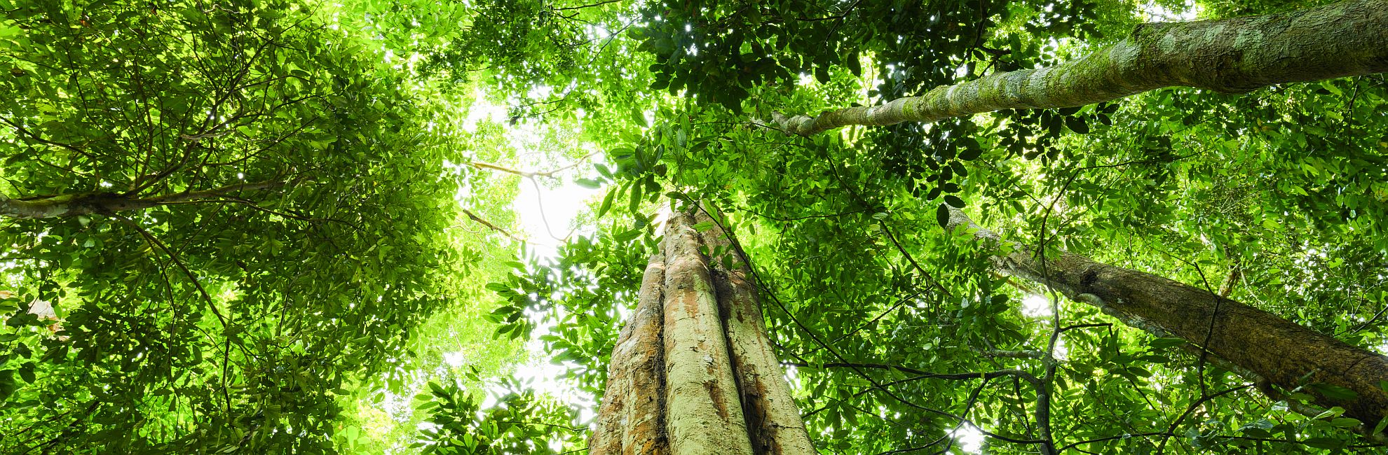 Our Top 5 Expeditions Outside The Great Orangutan And Pygmy Elephant Project!